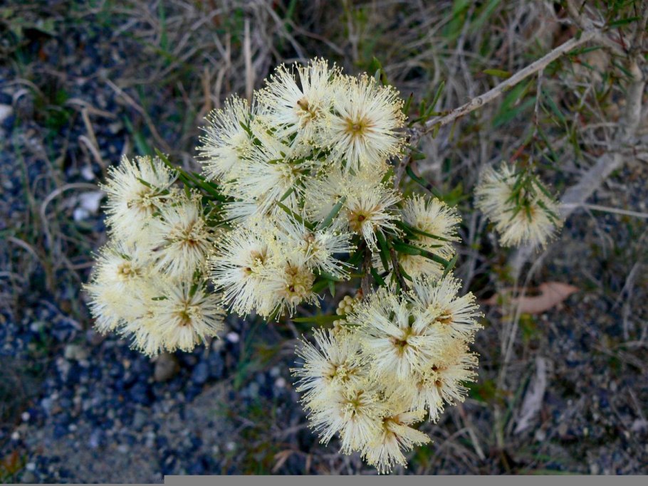 Мелалеука льнянколистная