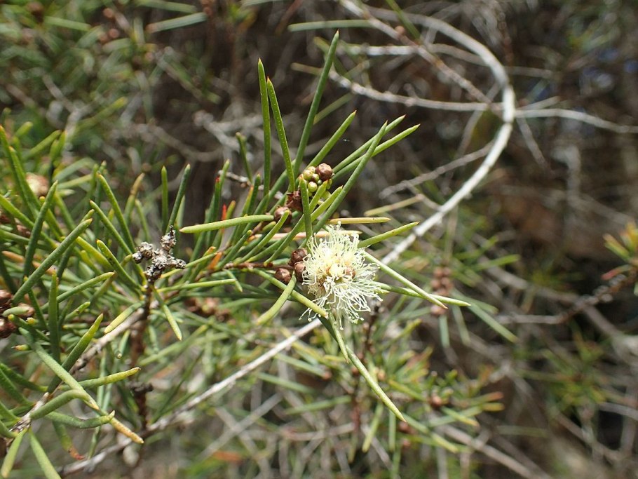 Melaleuca нодоза