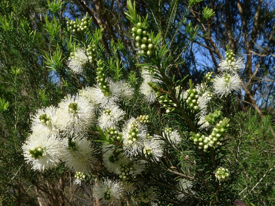 Melaleuca нодоза
