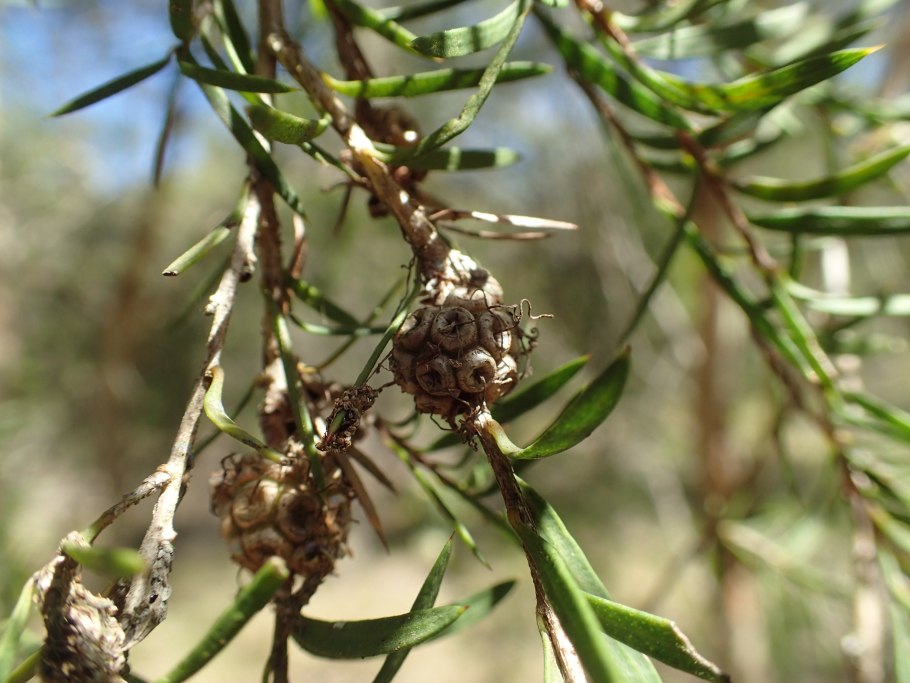 Мелалеука вересколистная
