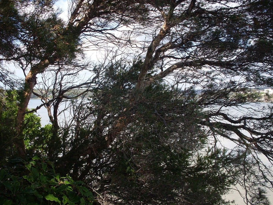 Cyclopyxis eurystoma