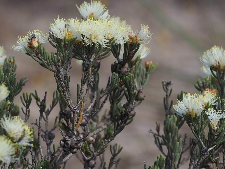 Melaleuca linearis