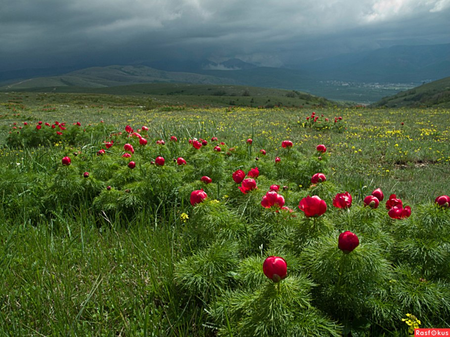 Пион тонколистный махровый
