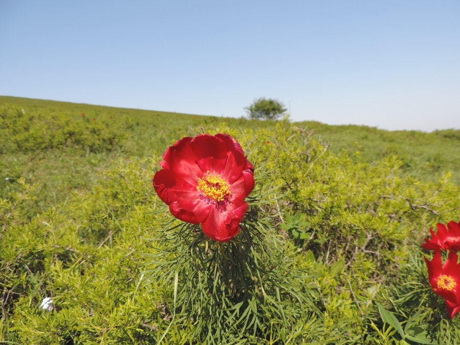Пион тонколистный махровый
