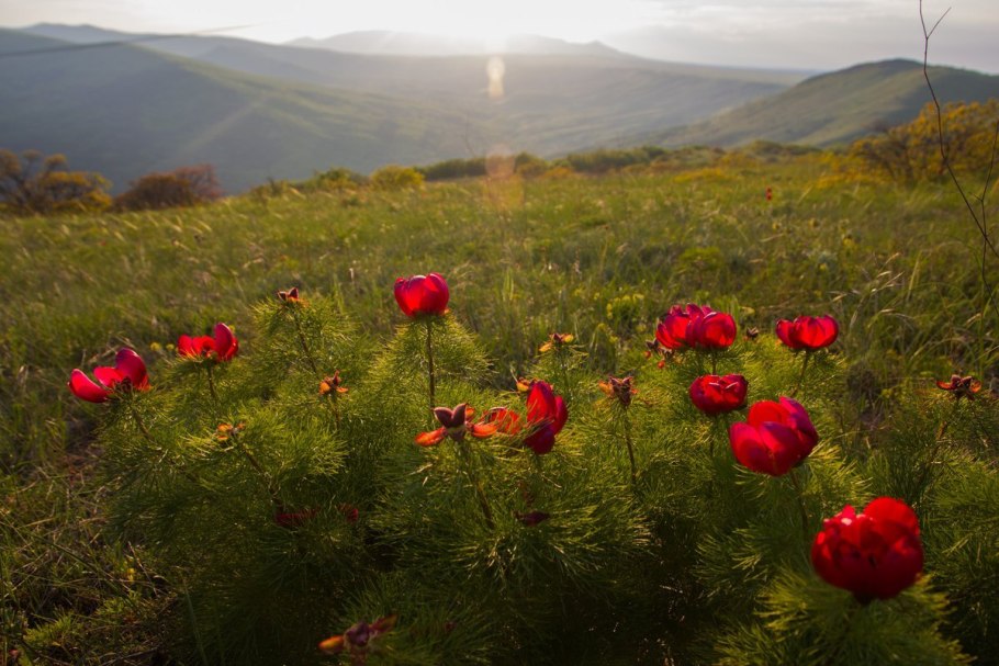 Пион тонколистный