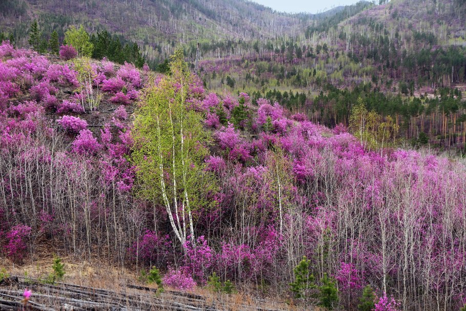 Багульник Дальневосточный