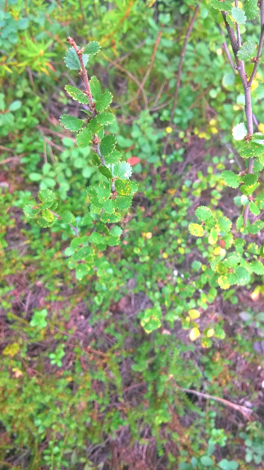 Береза карликовая Betula Nana