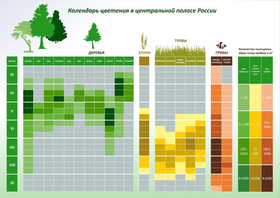 Берёза карликовая Голден Дрим