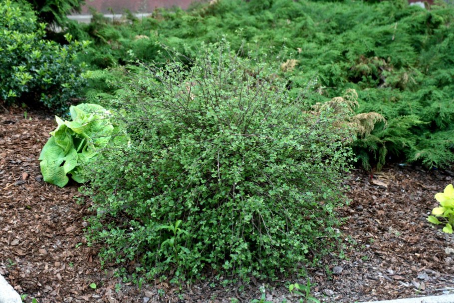 Береза карликовая Betula Nana