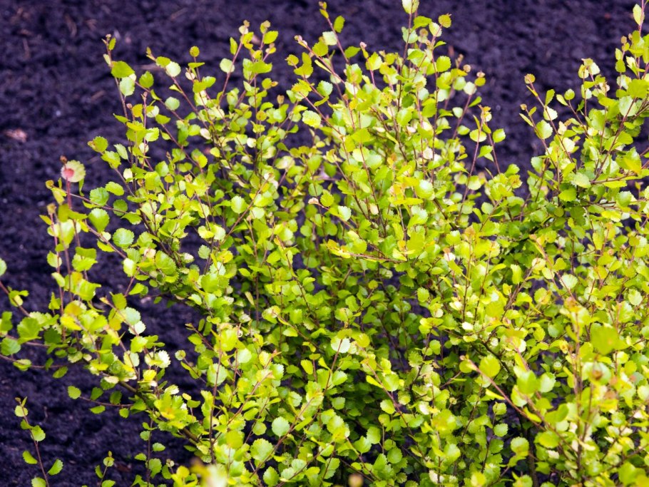 Береза Betula Nana Golden Treasure