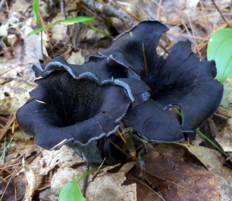 Гриб Tremella foliacea