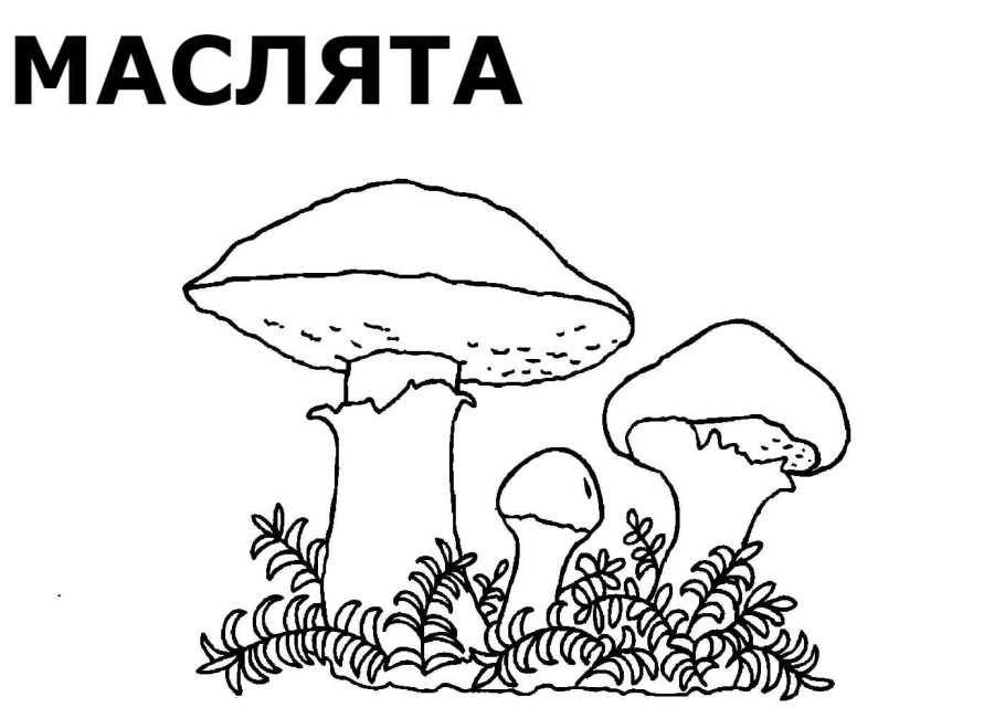 Лопастник (Helvella)