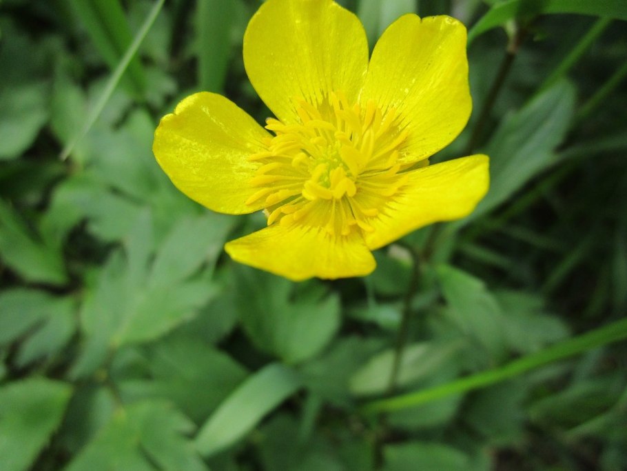 Гвоздика травянка (Dianthus deltoides)