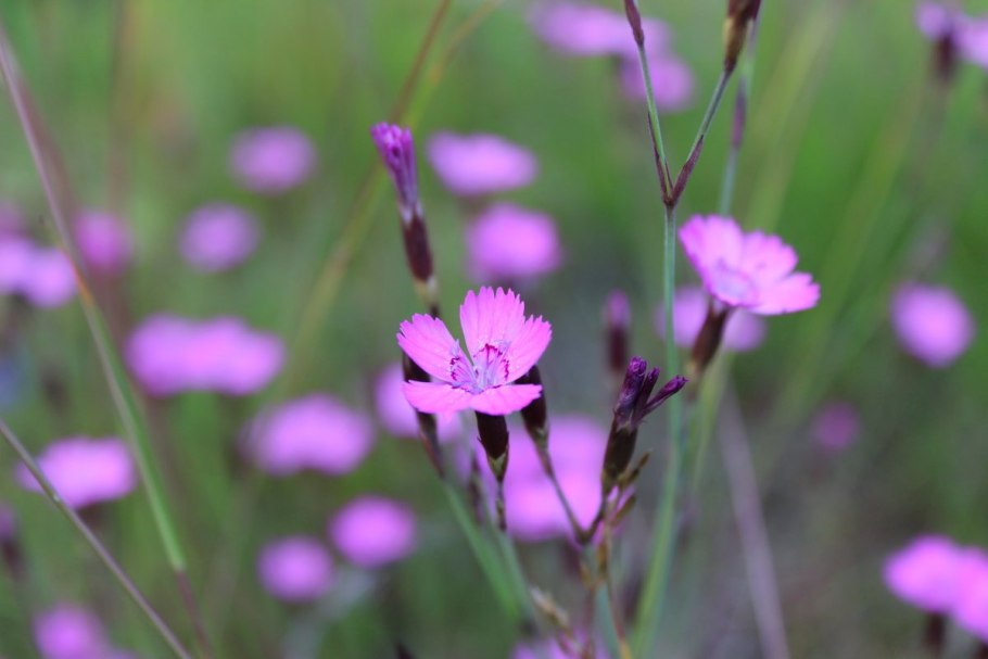 Красный Клевер Trifolium pratense