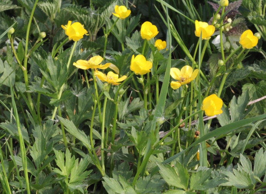 Купальница европейская (Trollius europaeus)
