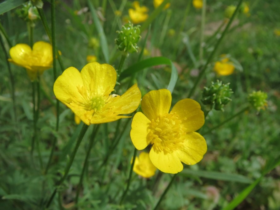 Гвоздика травянка Лесная