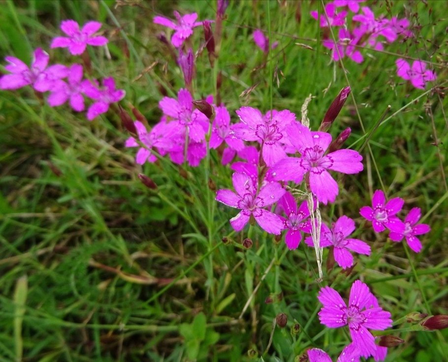 Клевер Луговой красный поле