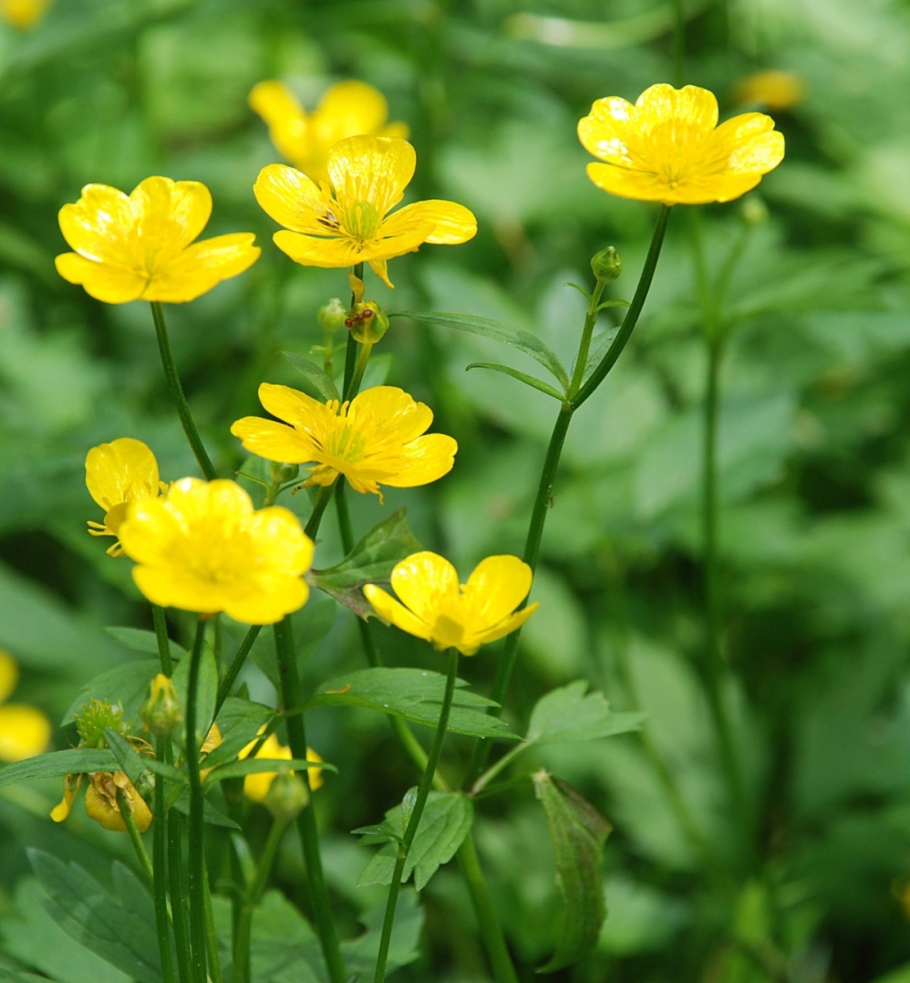 Гвоздика травянка Лесная