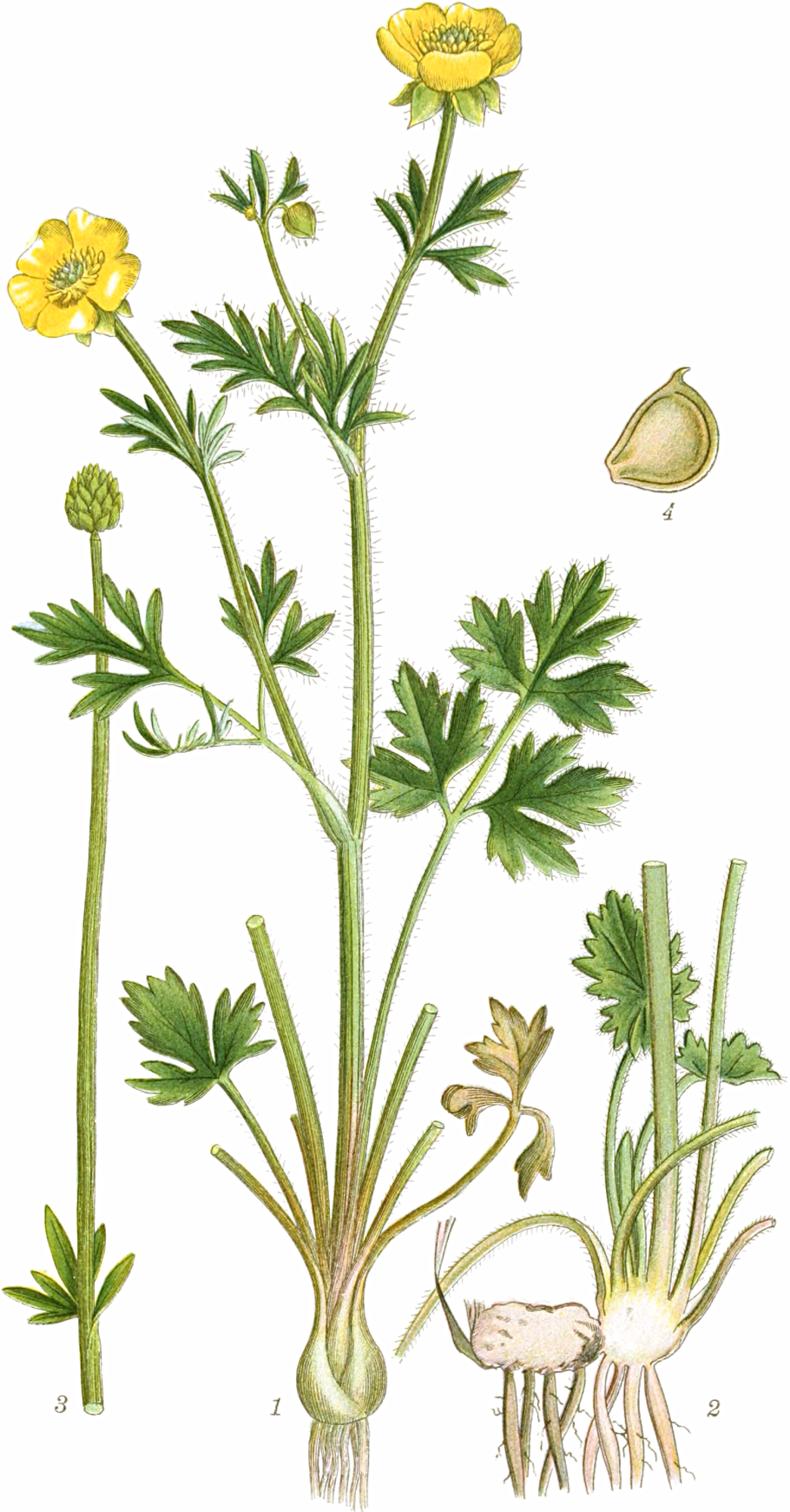 Лютик растение