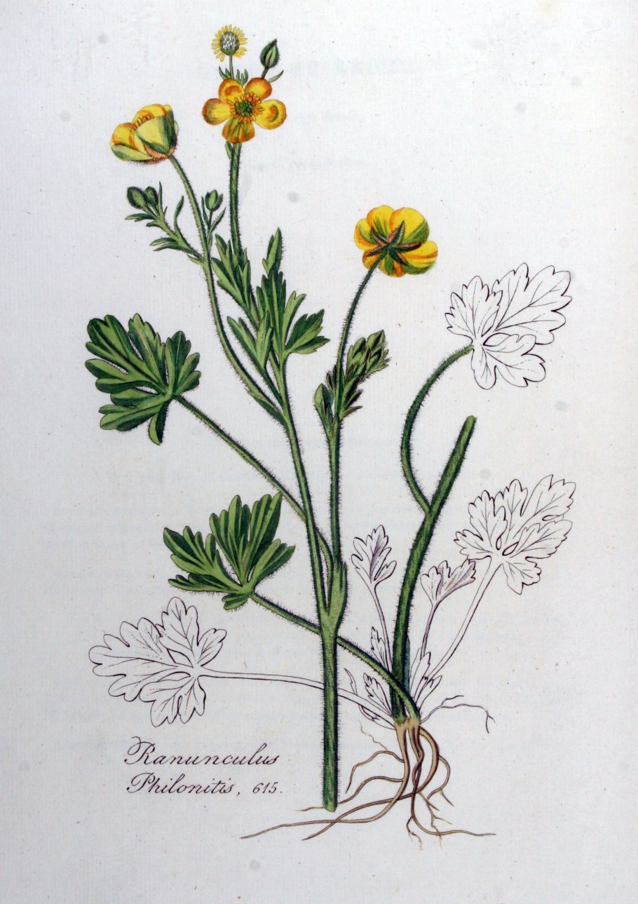 Прострел Лютиковые