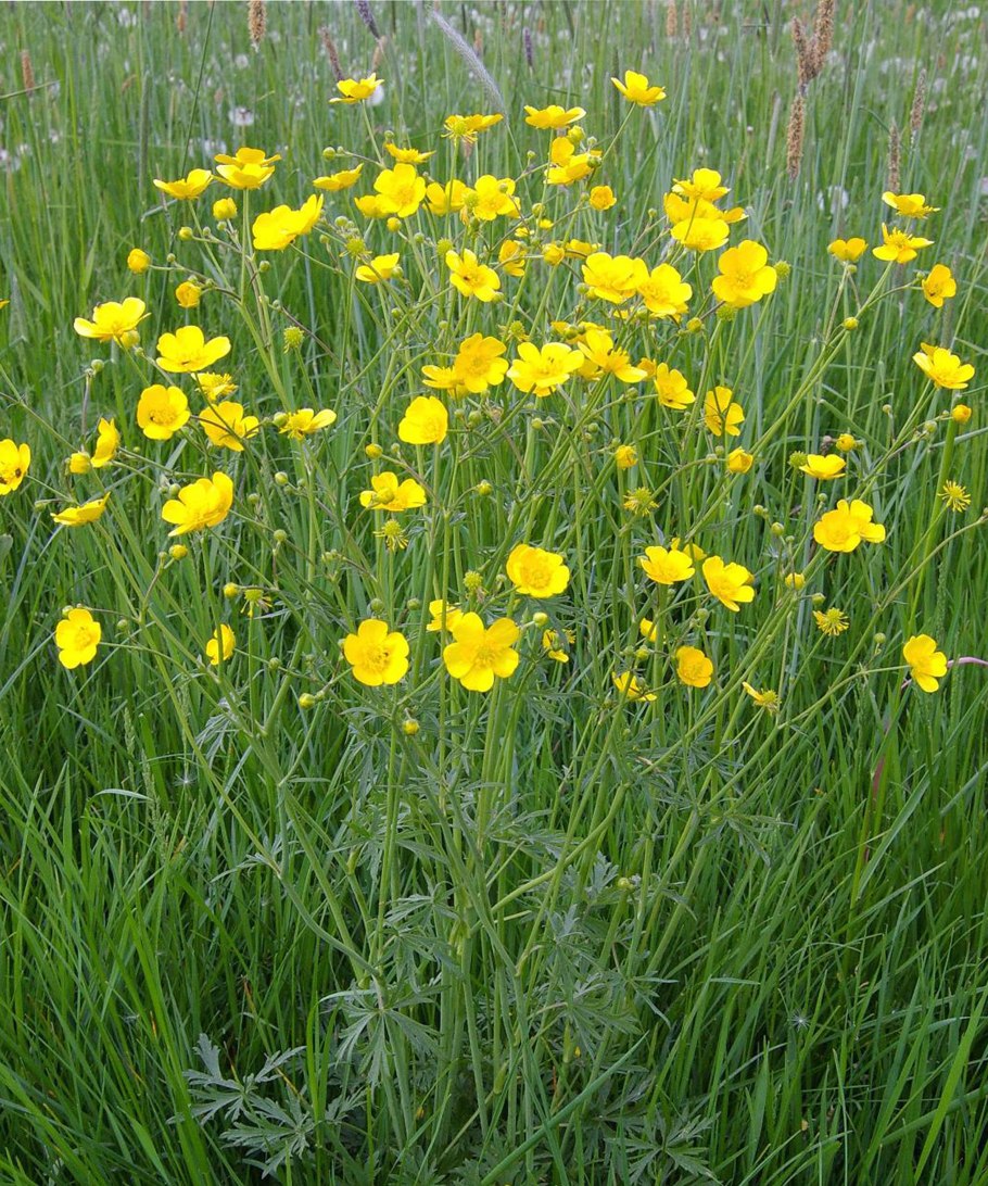 Лютик кашубский