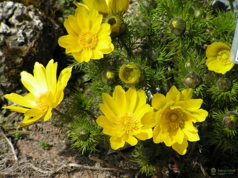 Ranunculus bulbosus (Лютик клубненосный