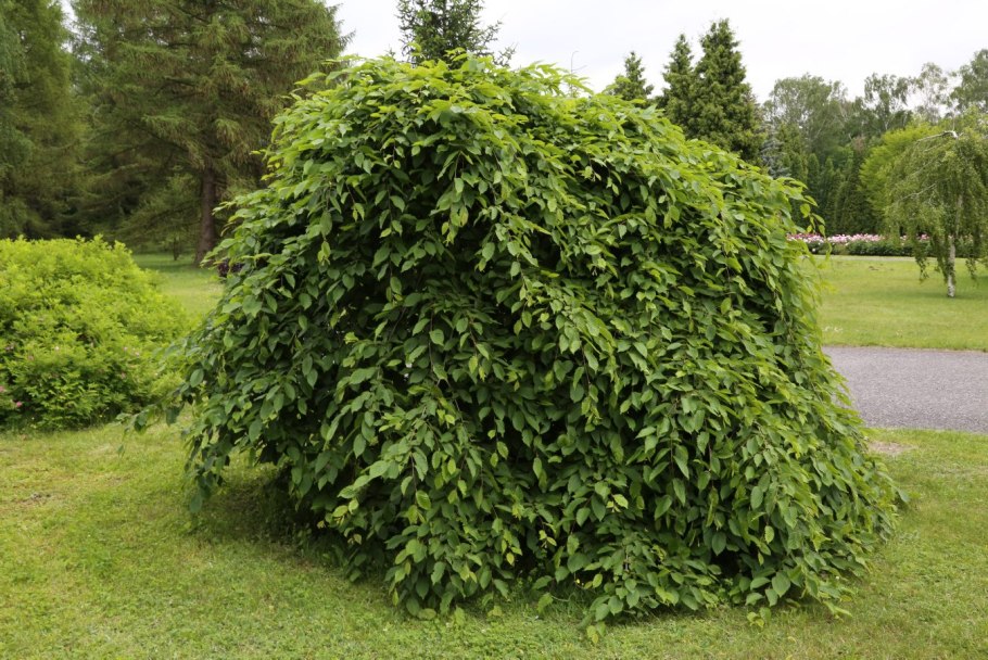 Вяз мелколистный осень