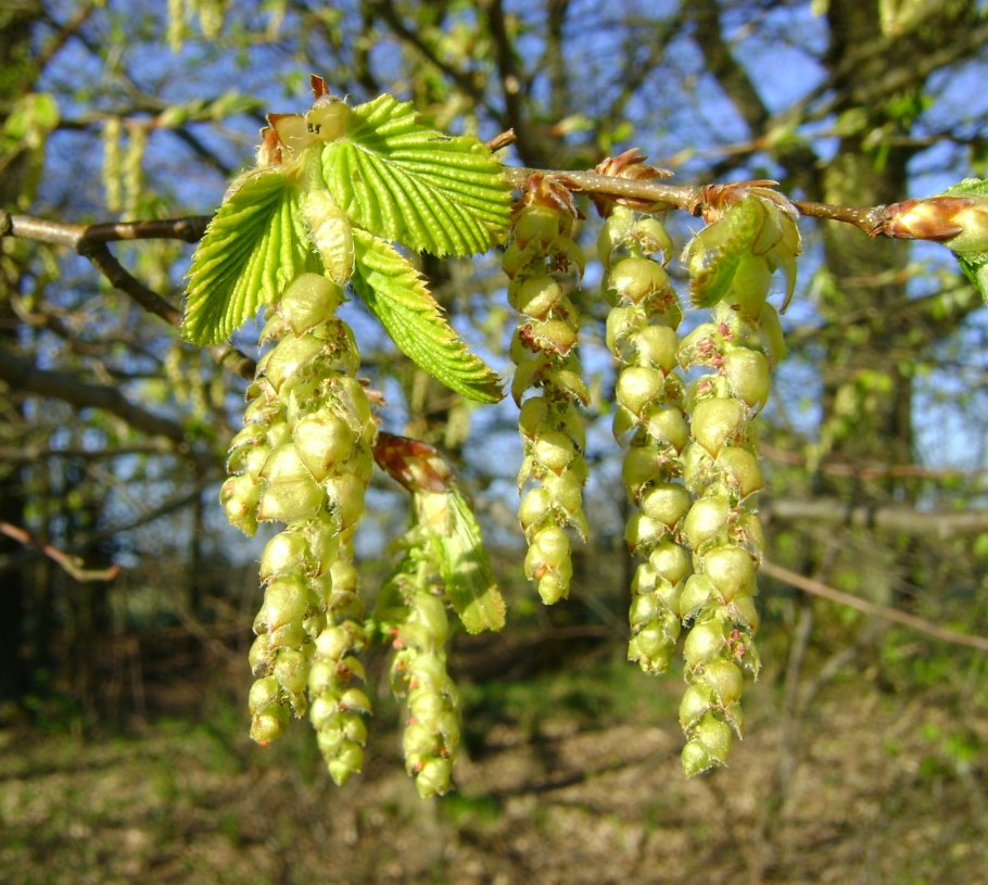 Вяз обыкновенный, гладкий (Ulmus laevis)