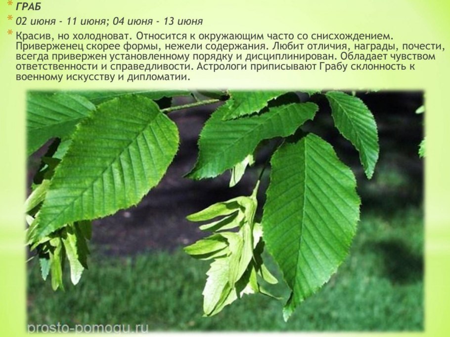 Граб редкоцветковый