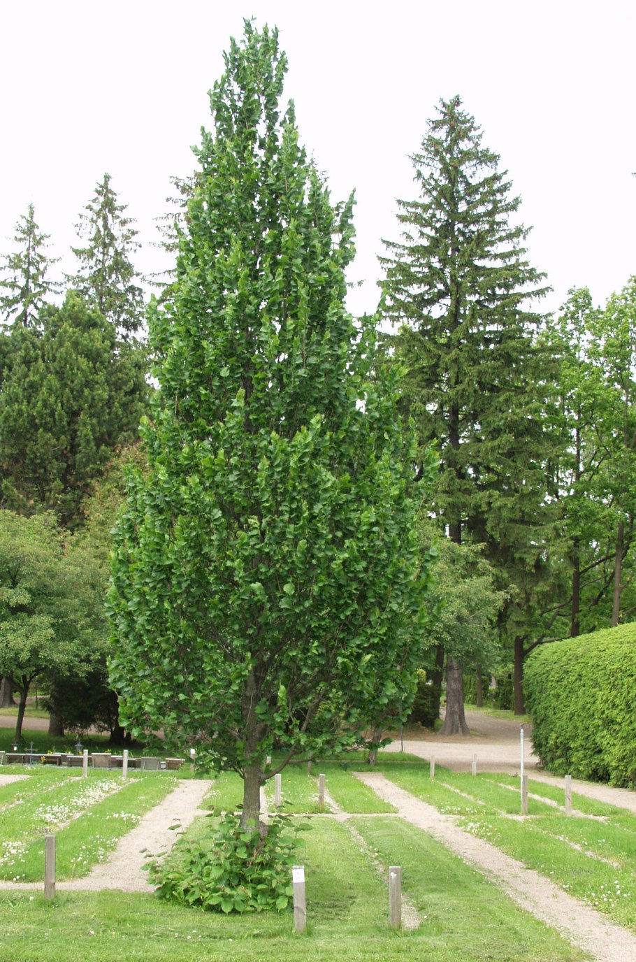 Граб дерево