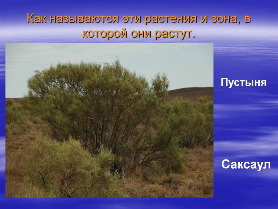 Саксауловые деревья Аральское море