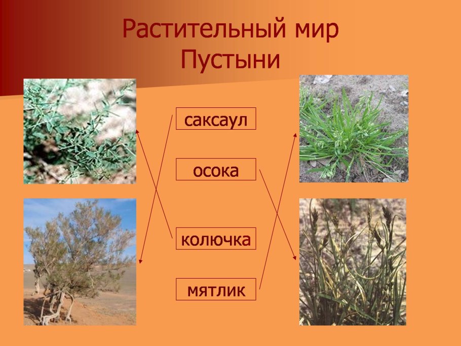 Полупустыня Буш