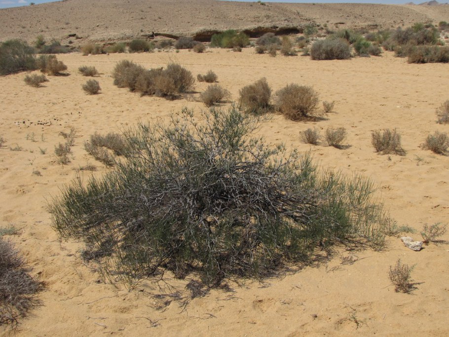 Calligonum eriopodum