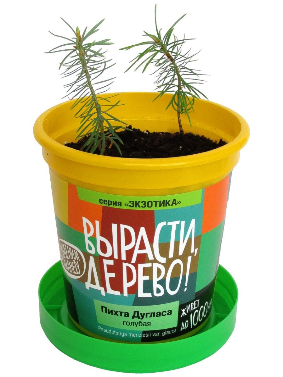 Набор для выращивания Happy Plant горшок подарочный ипомея красавица