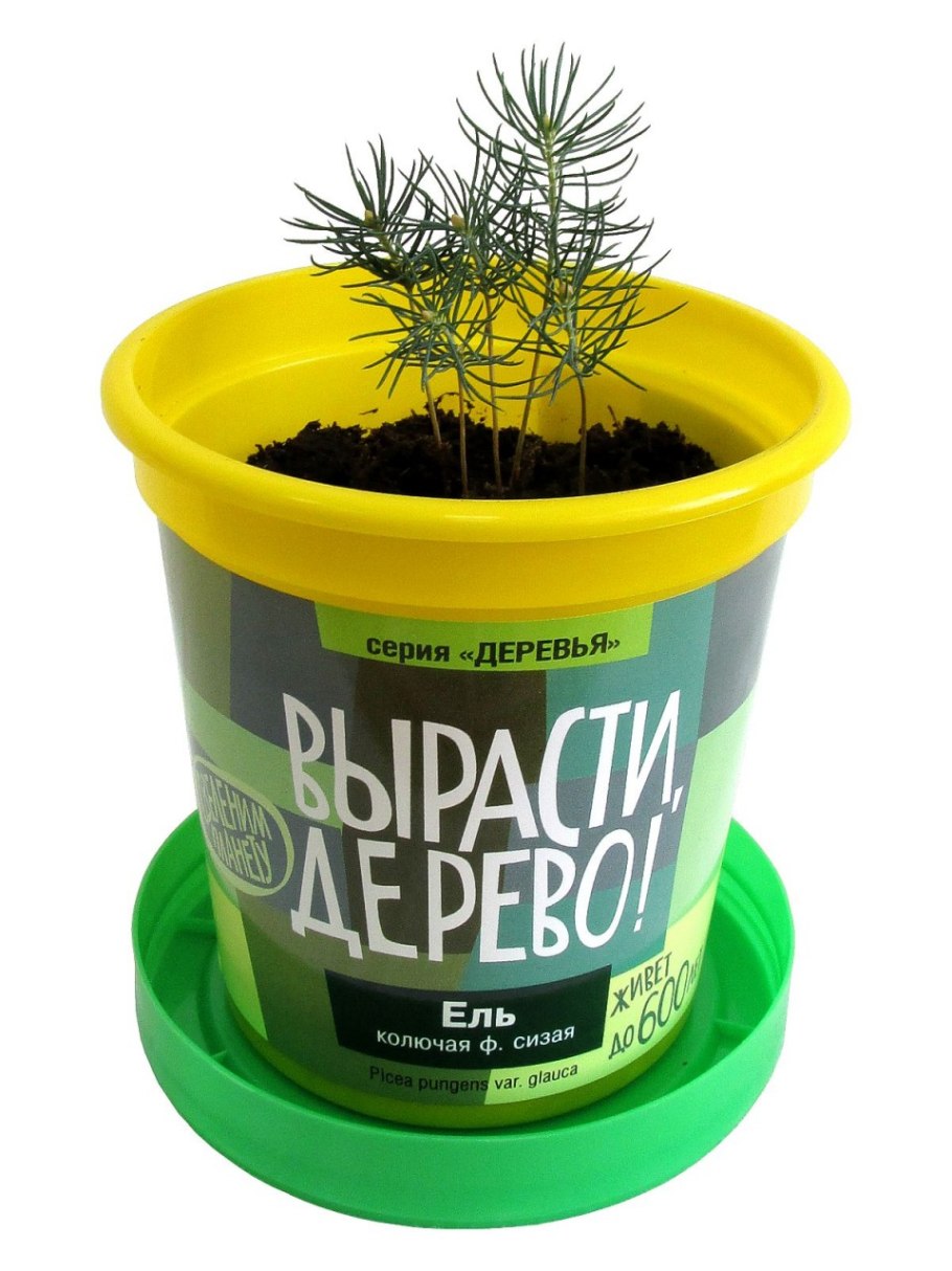 Вырасти дерево ель колючая сизая
