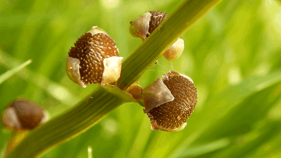 Стрелолист обыкновенный РАЗНОЛИСТНОСТЬ