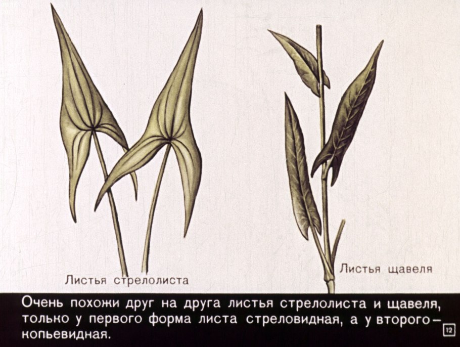 Стрелолист обыкновенный гидрофиты