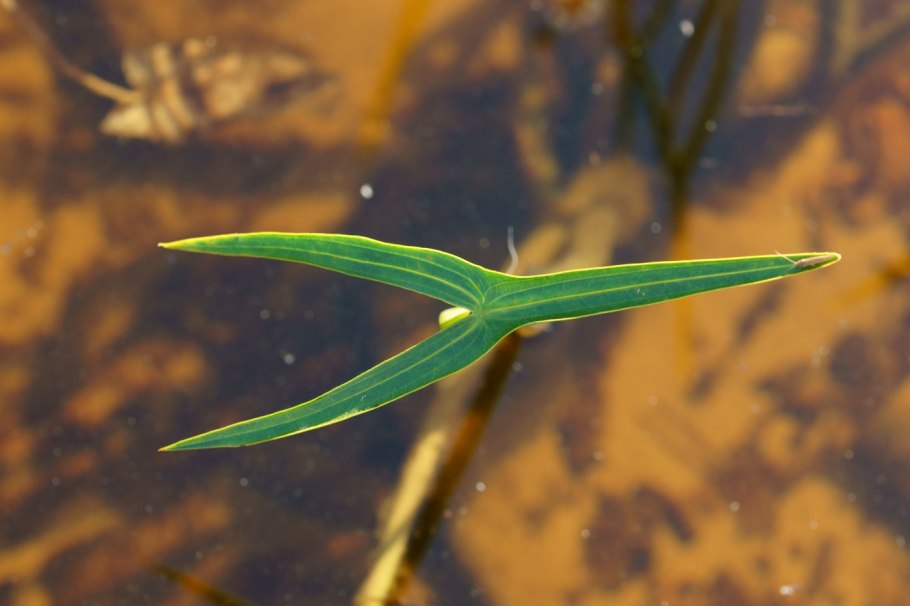 Стрелолист Sagittaria sagittifolia