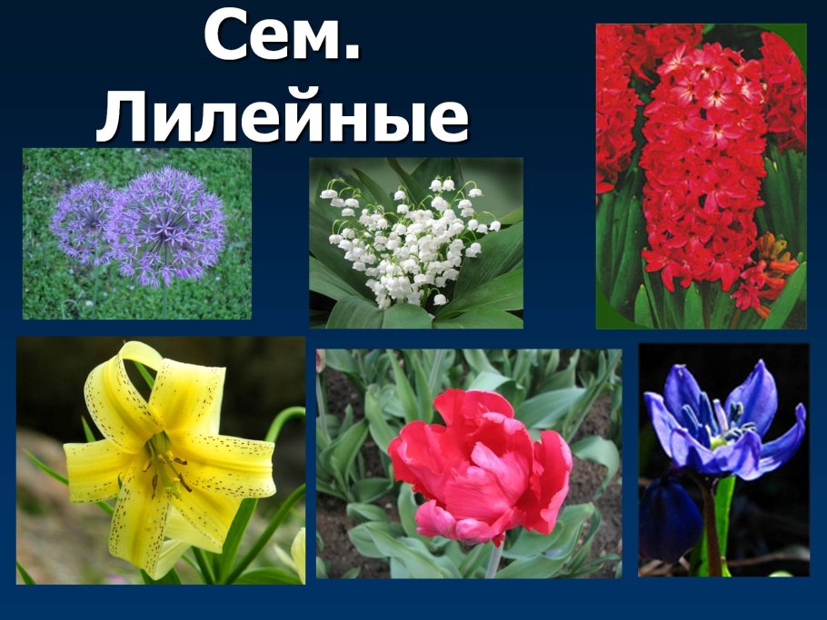 Декоративные растения семейства Лилейные