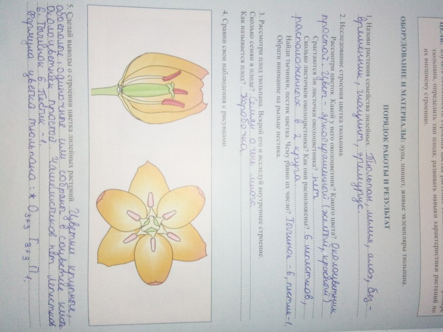 Лилия луковиценосная строение