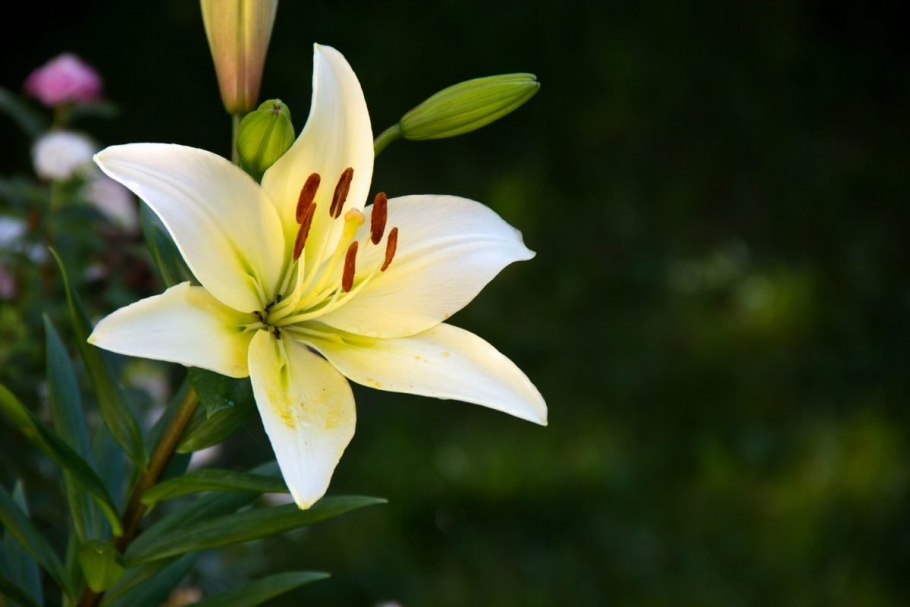 Травянистые представители