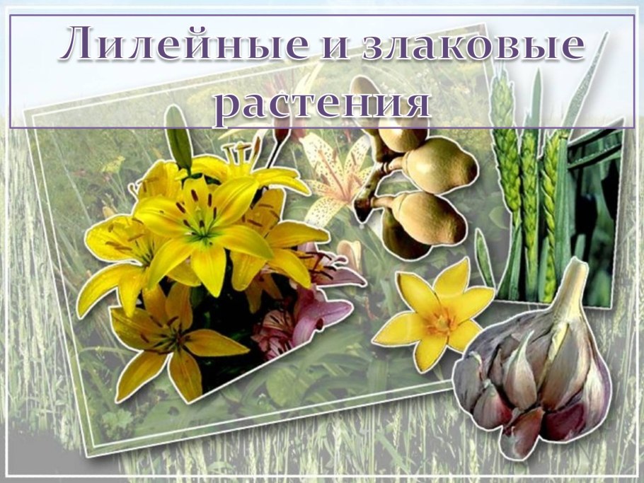 Биология 6 кл формула цветок яблони