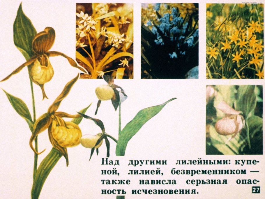 Семейство однодольных Лилейные злаки луковые