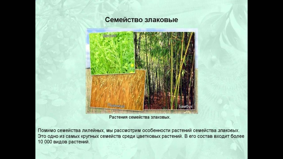 Лилия (растение)