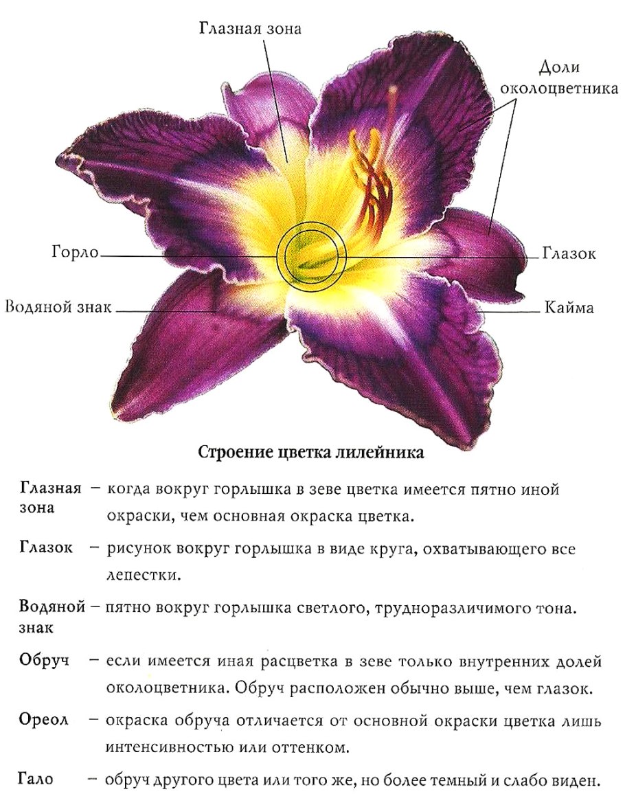 Фритиллярия водоросль