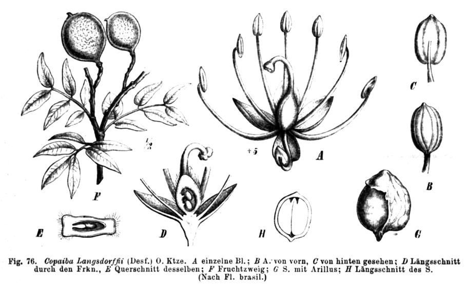 Семейство ландышевые и Лилейные