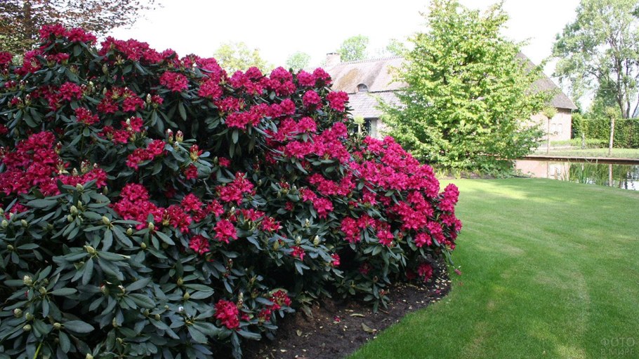 Миксбордер тенелюбивый