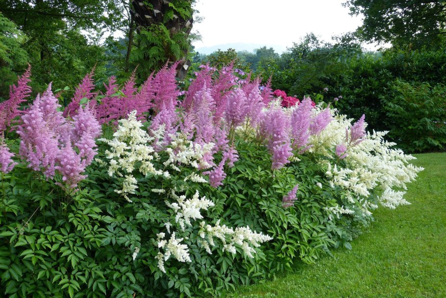 Барбарис.Тунберга рокарий