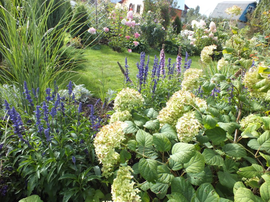 Калина складчатая