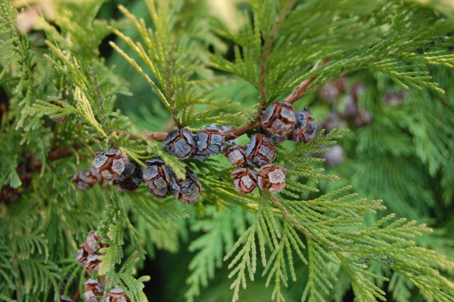 Пчелы Флореа